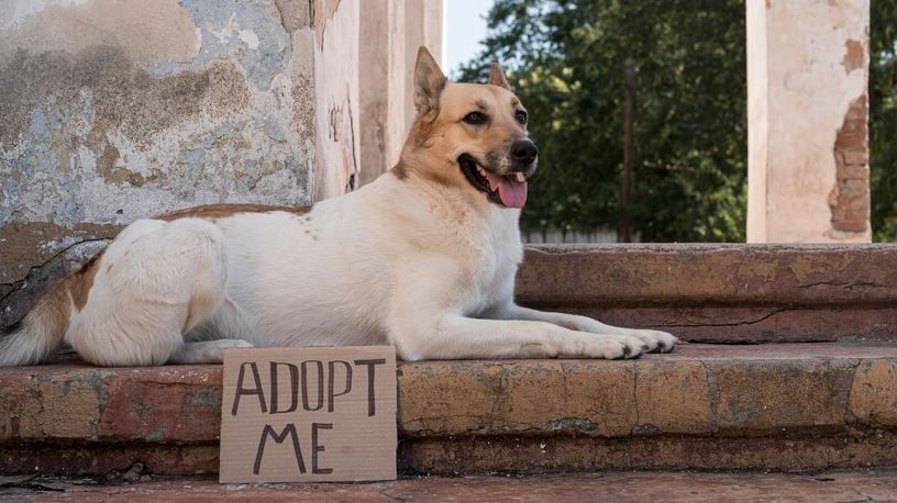 before adopting a dog,tips to remember before adopting a dog, adopt a dog,dog shelter homes,adopt a puppy,adopting the dog from a shelter, take care of the adopted dog 