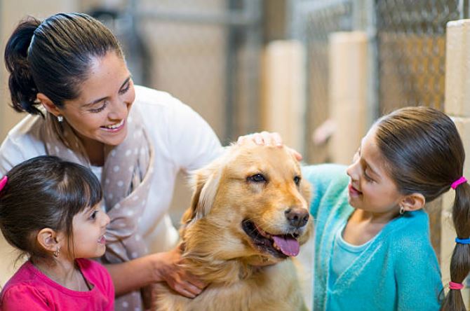 What Should I Know About Dog Adoption?