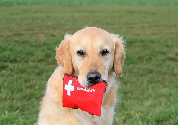 things to know about pet first aid, visit a vet,pet first aid,dog first aid kit,dog bite first aid,pet first aid kit, pet emergency kit,best pet first aid kit,how to perform first aid