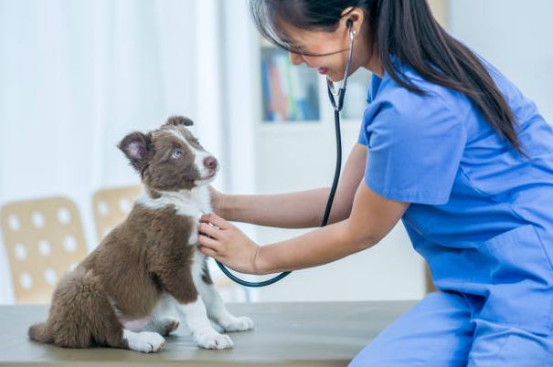 things you need to know about pet first aid,things to know about pet first aid, visit a vet,pet first aid,dog first aid kit,dog bite first aid,pet first aid kit