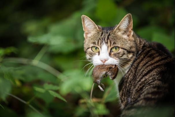 cat knocking things off table, cats pushing things off tables,how to stop my cat from knocking things over, stop my cat from knocking things over,cat knock,own a cat,pet at home