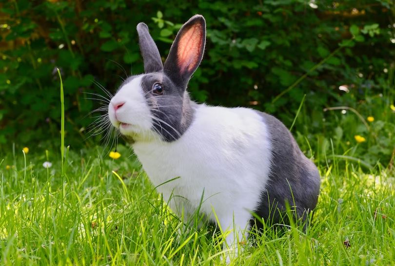 Adjust your schedule and make time for their exercise Prepare yourself for pet rabbit,pet rabbit,Preparing for First Rabbit,pet rabbit, cute rabbit,rabbit care,pet rabbit care,owning a rabbit,rabbit needs,Rabbit care tips, care of rabbits