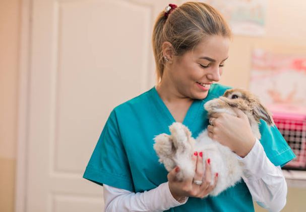 Be handy with the vet number Prepare yourself for pet rabbit,pet rabbit,Preparing for First Rabbit,pet rabbit, cute rabbit,rabbit care,pet rabbit care,owning a rabbit,rabbit needs,Rabbit care tips, care of rabbits
