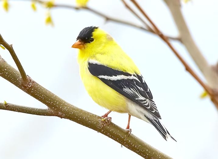cheapest talking birds, cheapest bird to buy, cheapest parrot that talk, cheap pet birds, inexpensive pet birds, most talkative bird