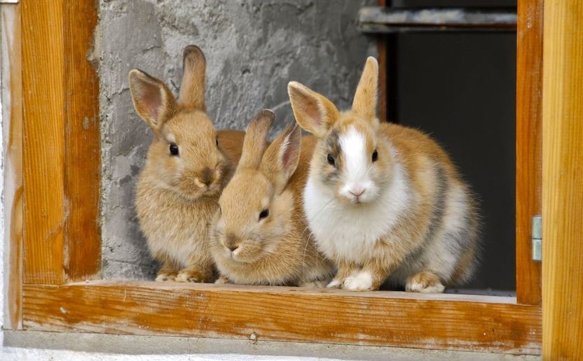 Choose the right breed Preparing for First Rabbit,pet rabbit, cute rabbit,rabbit care,pet rabbit care,owning a rabbit,rabbit needs,Rabbit care tips, care of rabbits