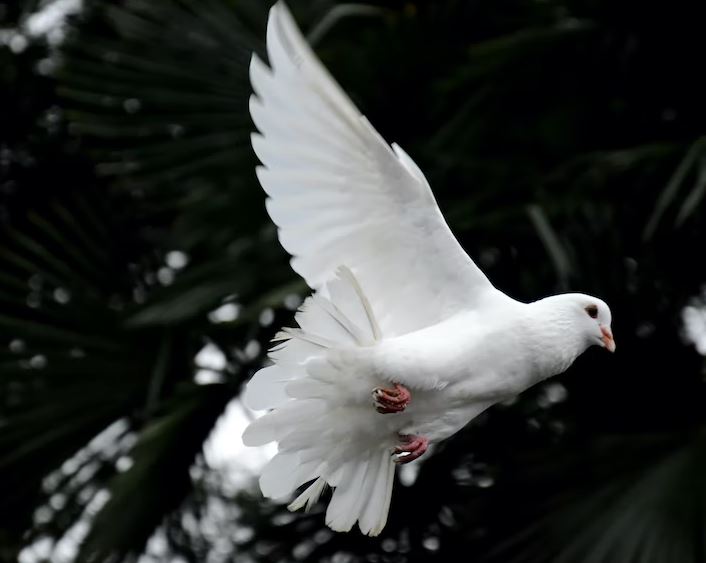 Doves: Well-mannered and less talkative affordable pet birds, cheapest pet birds, cheapest talking birds, cheapest bird to buy, cheapest parrot that talk, cheap pet birds