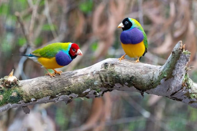 Affordable pet birds to get Cheapest pet birds options