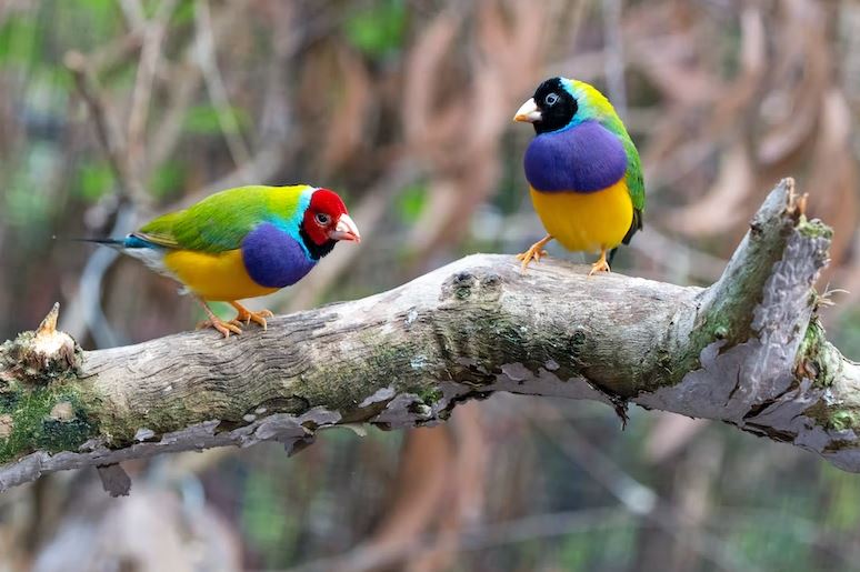 Finches: Active and friendly cheapest pet birds, cheapest talking birds, cheapest bird to buy, cheapest parrot that talk, cheap pet birds, inexpensive pet birds, most talkative bird