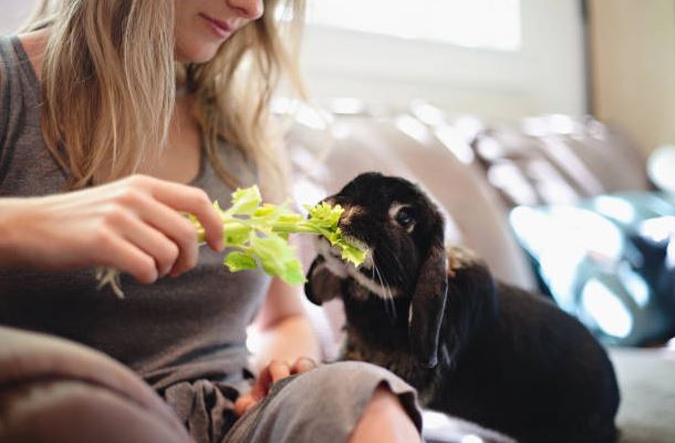Give them a healthy diet Prepare yourself for pet rabbit,pet rabbit,Preparing for First Rabbit,pet rabbit, cute rabbit,rabbit care,pet rabbit care,owning a rabbit,rabbit needs,Rabbit care tips, care of rabbits