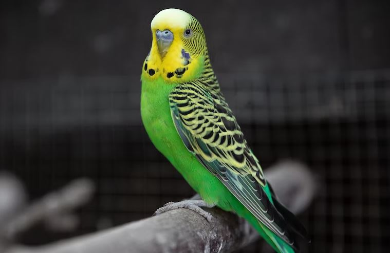 affordable pet birds, cheapest pet birds, cheapest talking birds, cheapest bird to buy, cheapest parrot that talk, cheap pet birds