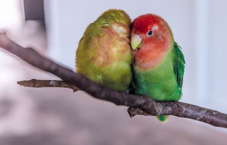 affordable pet birds, cheapest pet birds, cheapest talking birds, cheapest bird to buy, cheapest parrot that talk, cheap pet birds, inexpensive pet birds, most talkative bird
