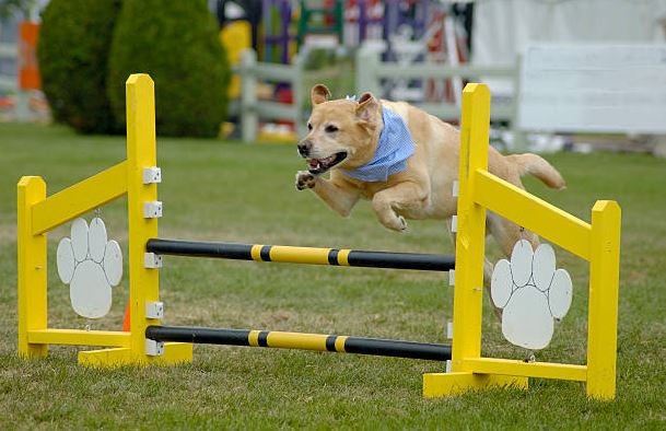 dog exercise at home, take my dog for a walk, dog squatting, walking your dog, puppy exercise