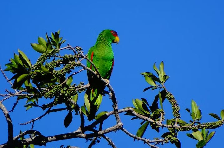 Parrotlets: Talkative and friendly affordable pet birds, cheapest pet birds, cheapest talking birds, cheapest bird to buy, cheapest parrot that talk, cheap pet birds