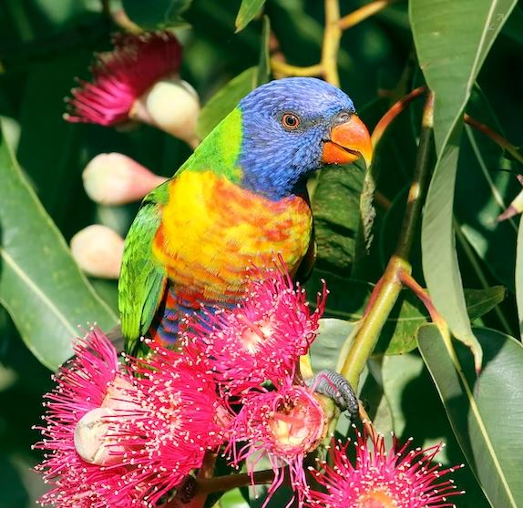 Pionus Parrot: Small and cute parrot cheapest talking birds, cheapest bird to buy, cheapest parrot that talk, cheap pet birds, inexpensive pet birds, most talkative bird