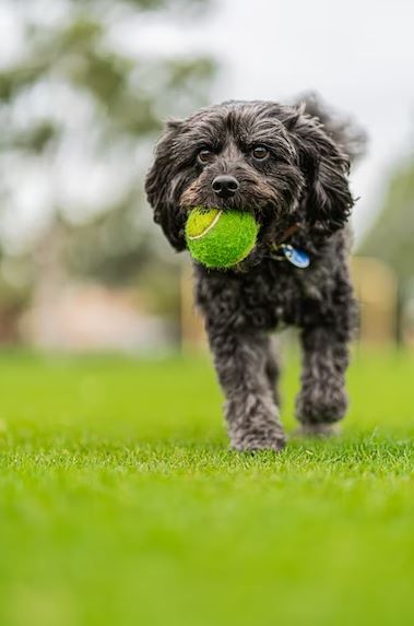 dog exercise at home, take my dog for a walk, dog squatting