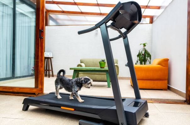 dogs in the winter, best indoor exercises for dogs