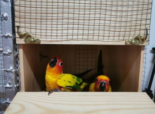 pet caring tips,bird care,pet owners, coat for cats,Keeping your pet birds warm,keep your pet warm this winter, pet routine