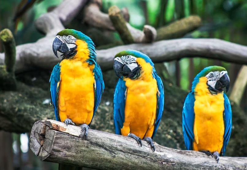 Affordable pet birds to get Cheapest pet birds options Birds