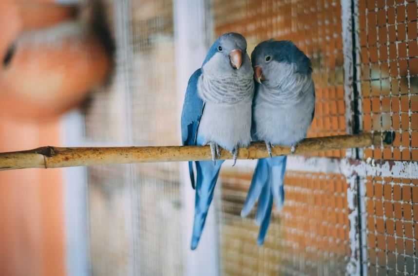 How Can I Keep My Dog Warm At Night