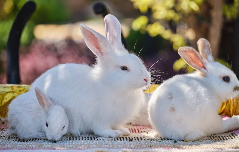 How do you prepare yourself to own a new pet rabbit?