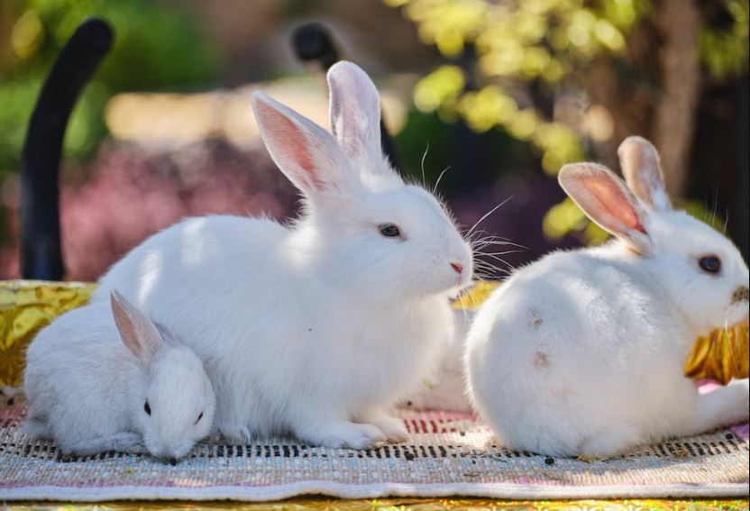 Preparing for First Rabbit,pet rabbit, cute rabbit,rabbit care,pet rabbit care,owning a rabbit,rabbit needs,Rabbit care tips, care of rabbits