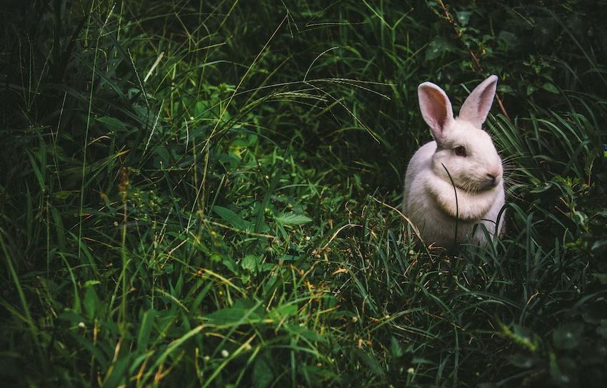 aggressive rabbit, aggressive bunny ,signs of aggression in rabbits