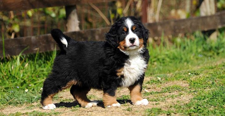 Bernese Mountain dog snow breed dog, german shepherd winter, cold weather dog breed, cold tolerant dogs, cold weather family dogs, best guard dogs for cold weather, small cold weather dogs, dog breeds a healthy diet, exercise with your dog