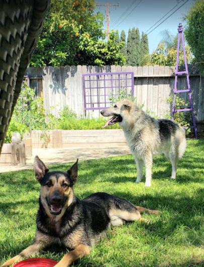 German Shepherd snow breed dog, german shepherd winter, cold weather dog breed, cold tolerant dogs, cold weather family dogs, best guard dogs for cold weather, small cold weather dogs, dog breeds a healthy diet, exercise with your dog