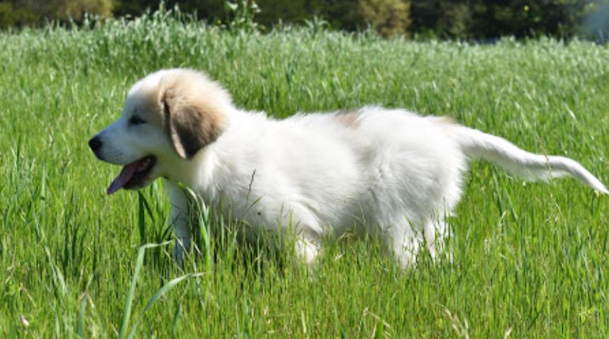 Great Pyrenees cold weather dog breed, cold tolerant dogs, cold weather family dogs, best guard dogs for cold weather, small cold weather dogs, dog breeds a healthy diet, exercise with your dog