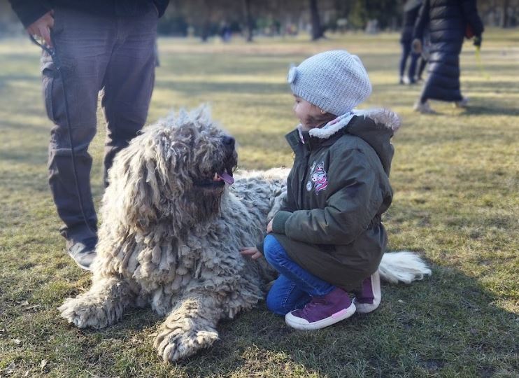 Komondor snow breed dog, german shepherd winter, cold weather dog breed, cold tolerant dogs, cold weather family dogs, best guard dogs for cold weather, small cold weather dogs, dog breeds a healthy diet, exercise with your dog