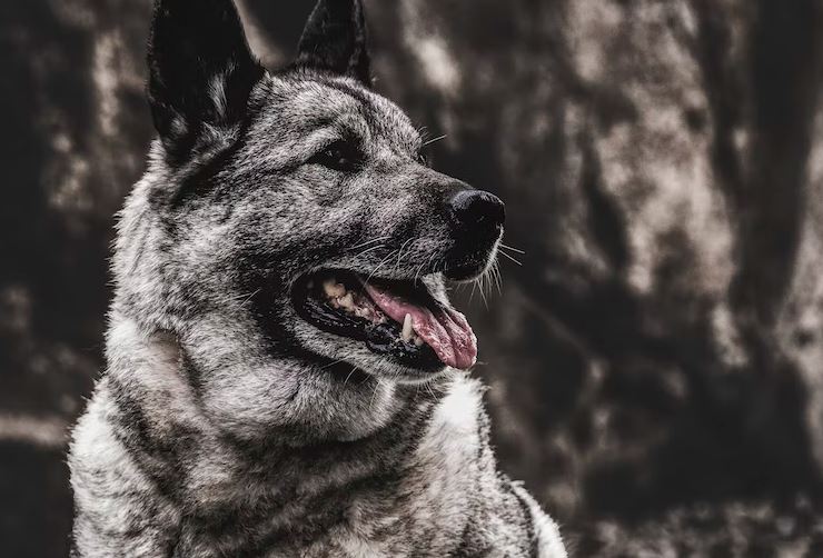 Norwegian Elkhound winter dog breed, snow breed dog, german shepherd winter, cold weather dog breed, cold tolerant dogs, cold weather family dogs