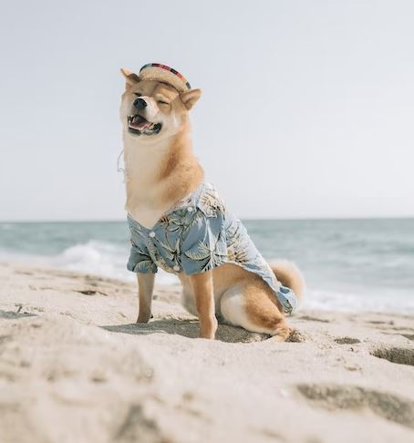 Shiba Inu cold weather dog breed, cold tolerant dogs, cold weather family dogs, best guard dogs for cold weather, small cold weather dogs, dog breeds a healthy diet, exercise with your dog