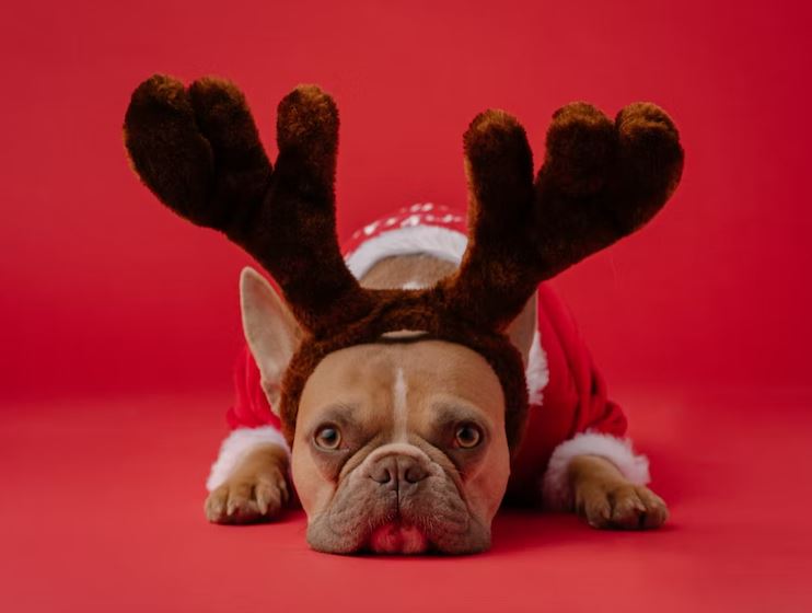 christmas costume for pets, dog christmas outfit, cat christmas outfit, dog snowman costume, cat santa outfit, christmas pet outfits, christmas outfits for small dogs, diy dog christmas costumes, christmas gifts ideas, fun ways to celebrate holidays