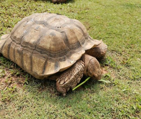 Things to know before adopting Tortoise as a Pet