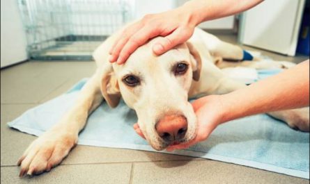dog arthritis treatment,dog arthritis,dog has arthritis,dog arthritis treatment, dog arthritis,dog has arthritis,swollen joints in dogs