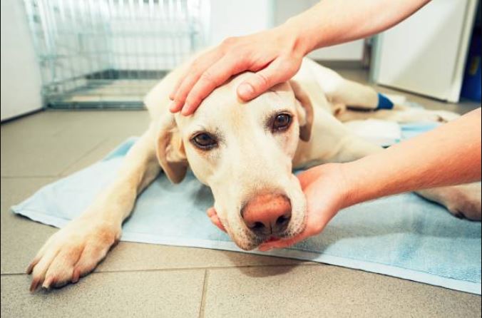 What should you do if your dog is suffering from arthritis? Symptoms, Diagnosis, and Treatment