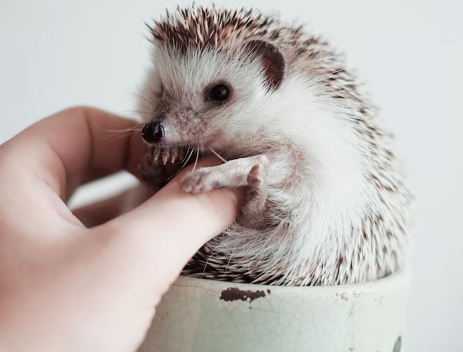 Can Hedgehogs be friendly pets? Before adopting read this