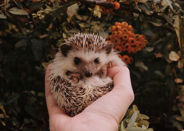 Can Hedgehogs be friendly pets? Before adopting read this