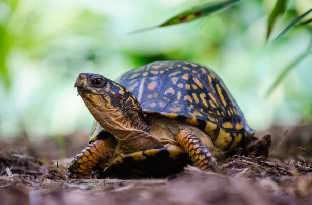 small pet turtle breeds,smallest turtle breed,turtle breeds that stay small,best turtle breeds for pets,best breed of turtle for a pet,common pet turtle breeds,Eastern Box Turtles, 7 turtles,turtle species names,small pet turtles,best turtles for pets,types of pet turtles, turtles as pets,pet turtle breeds