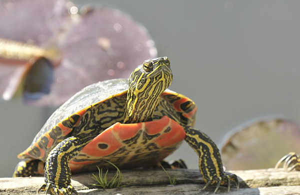 small pet turtle breeds,smallest turtle breed,turtle breeds that stay small,best turtle breeds for pets,best breed of turtle for a pet,common pet turtle breeds,Eastern Box Turtles, 7 turtles,turtle species names,small pet turtles,best turtles for pets,types of pet turtles, turtles as pets,pet turtle breeds