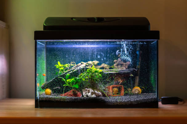 tropical fish,fish tanks,fish tank vastu,fish aquariums,fish aquarium vastu,keeping fish aquarium,vastu shastra,fish keeping tips,vastu tips for keeping fish,aquarium vastu, aquarium placement,aquarium direction as per vastu aquarium size according to vastu shastra