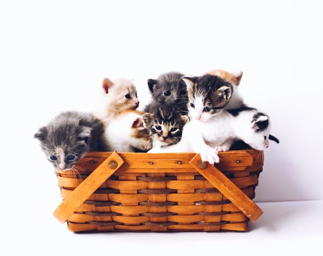 Get rid of cat fur quickly with these easy ways? Cats