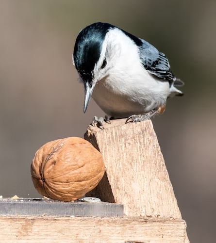 home food for birds, food for birds at home, soft food for birds, dry egg food for birds, food for birds at home, household food for birds, bird pellets
