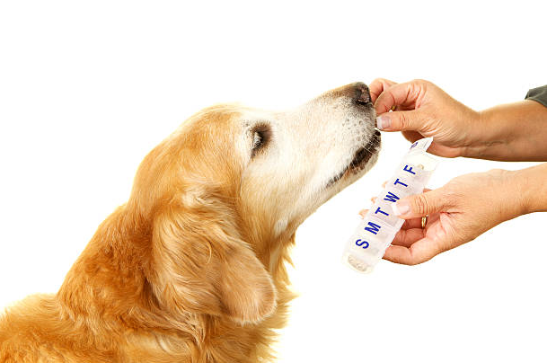 pet vitamins,dog vitamins for joints,dog vitamins powder,pet vitamins and supplements, dog vitamins and minerals,dog vitamins for skin,dog vitamins for appetite, dog vitamins liquid,dog vitamins to gain weight,dog eye vitamins, dog vitamins for homemade food,dog vitamins for immune system, pet joint supplement,dog daily vitamins,is vitamin e good for dogs