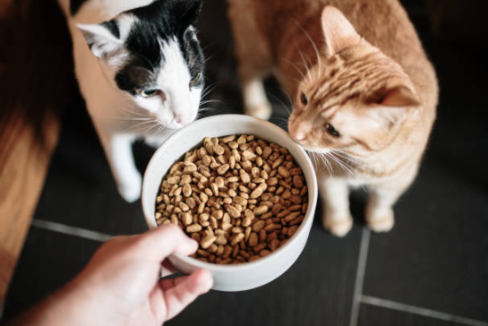 best cat foods,best foods for cat,what are the best cat foods, best dry cat foods,best wet cat foods,best cat foods for indoor cats, best cat foods for sensitive stomachs,best dry cat foods for indoor cats, best cat food for sensitive stomach,best canned cat foods,best cat foods for kittens, best cat food kittens