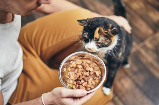 best cat foods,best foods for cat,what are the best cat foods, best dry cat foods,best wet cat foods,best cat foods for indoor cats, best cat foods for sensitive stomachs,best dry cat foods for indoor cats, best cat food for sensitive stomach,best canned cat foods,best cat foods for kittens, best cat food kittens