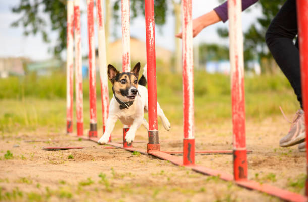 fun ways to exercise your pet,exercise for pets with joint issues, fun ways to exercise,Obedience training for dogs, ways to exercise with your dog,unique way to exercise with your pet, fun ways to exercise at home,5 ways pets can improve your health