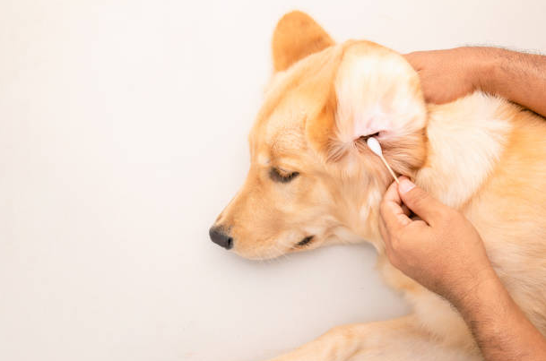 dog ear cleaning infection, dog ear mites treatment at home, dog ear cleaning wipes