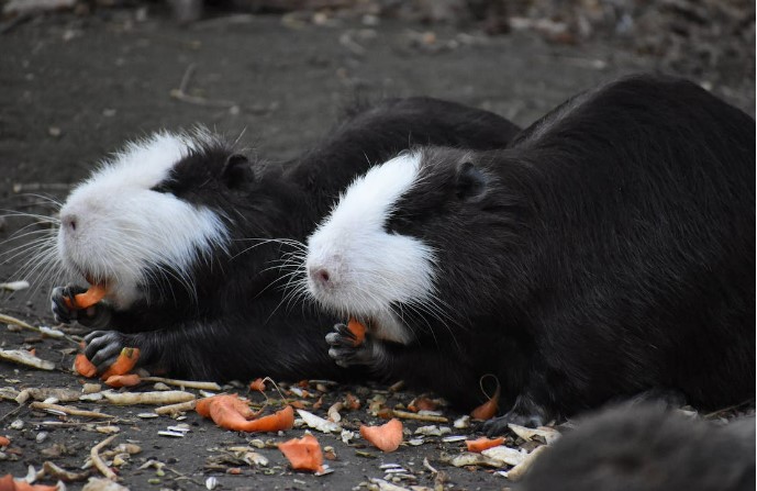 hair loss in guinea pigs, fur loss in guinea pigs, guinea pigs hair loss, why my guinea pigs hair is falling out, what causes guinea pigs to lose hair, guinea pigs diseases, guinea pig pet