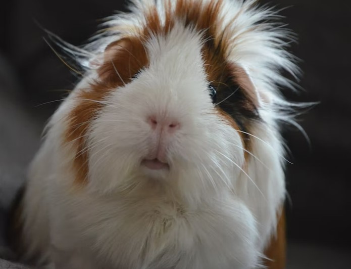 Common disease in your pet Guinea Pigs